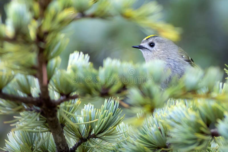 Cute-fågel. Naturbakgrund. Goldcrest Regulus regulus. arkivbild