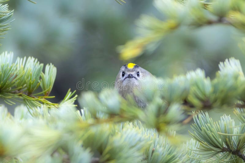 Cute-fågel. Naturbakgrund. Goldcrest Regulus regulus. royaltyfri bild