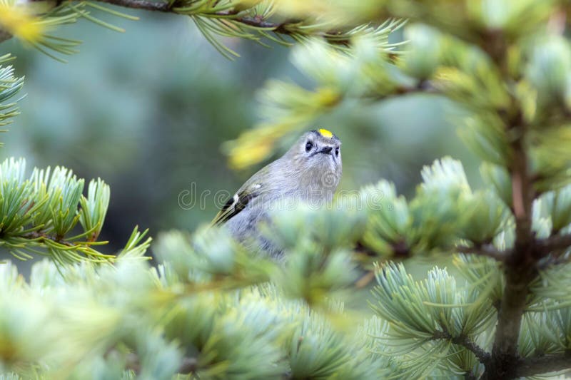 Cute-fågel. Naturbakgrund. Goldcrest Regulus regulus. arkivfoto