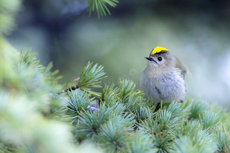 Cute-fågel. Naturbakgrund. Goldcrest Regulus regulus. arkivfoton