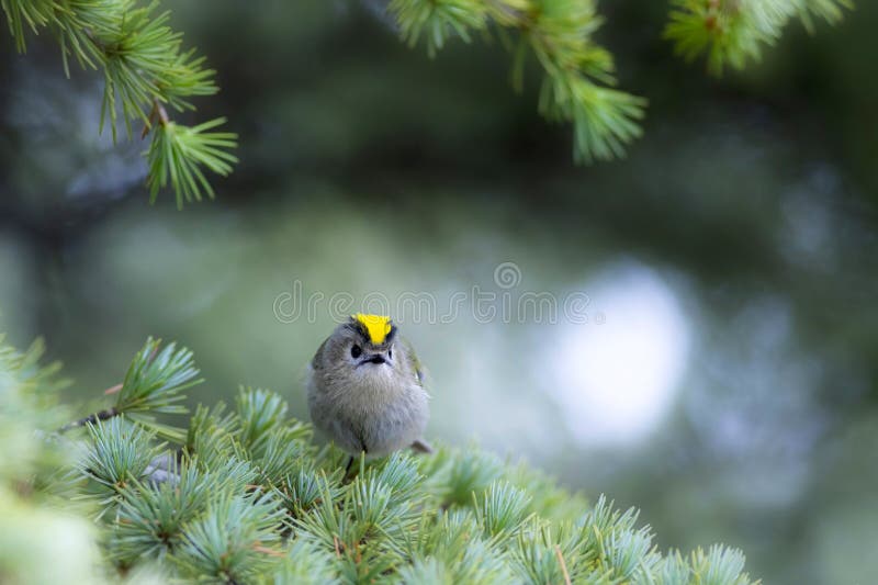 Cute-fågel. Naturbakgrund. Goldcrest Regulus regulus. arkivbild