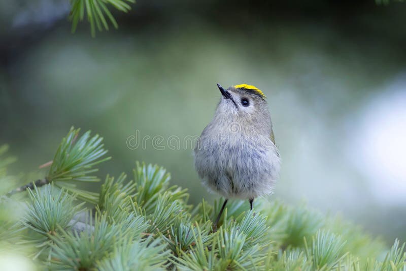 Cute-fågel. Naturbakgrund. Goldcrest Regulus regulus. arkivfoton