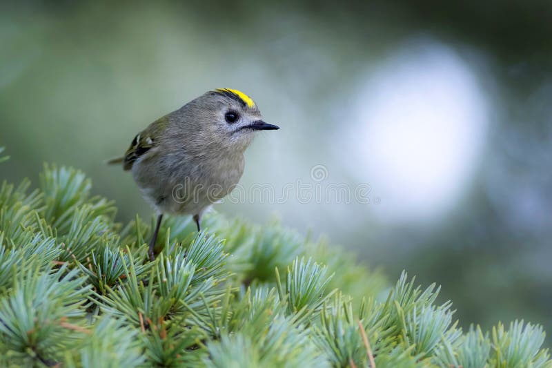 Cute-fågel. Naturbakgrund. Goldcrest Regulus regulus. arkivfoton