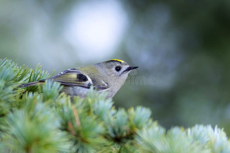Cute-fågel. Naturbakgrund. Goldcrest Regulus regulus. royaltyfria foton