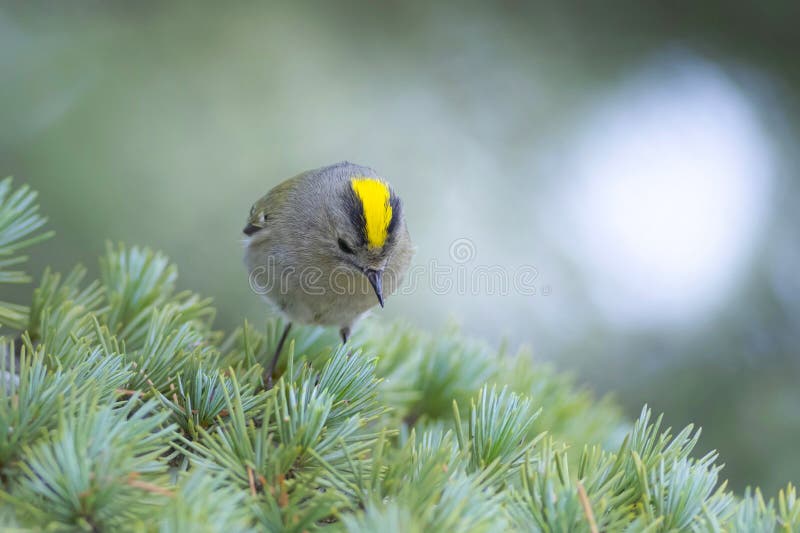 Cute-fågel. Naturbakgrund. Goldcrest Regulus regulus. royaltyfri bild