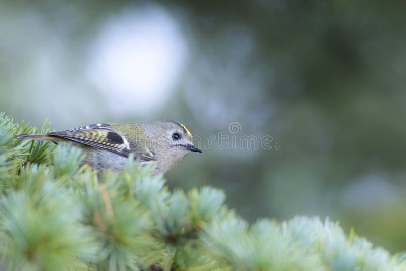 Cute-fågel. Naturbakgrund. Goldcrest Regulus regulus. royaltyfria foton