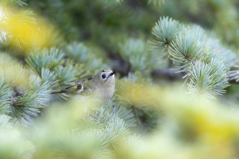 Cute-fågel. Naturbakgrund. Goldcrest Regulus regulus. royaltyfri fotografi