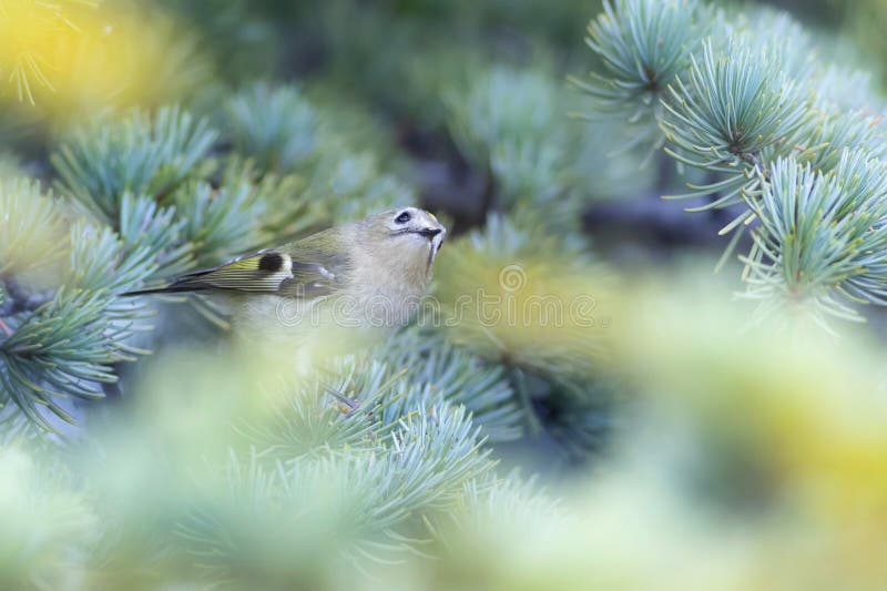 Cute-fågel. Naturbakgrund. Goldcrest Regulus regulus. fotografering för bildbyråer