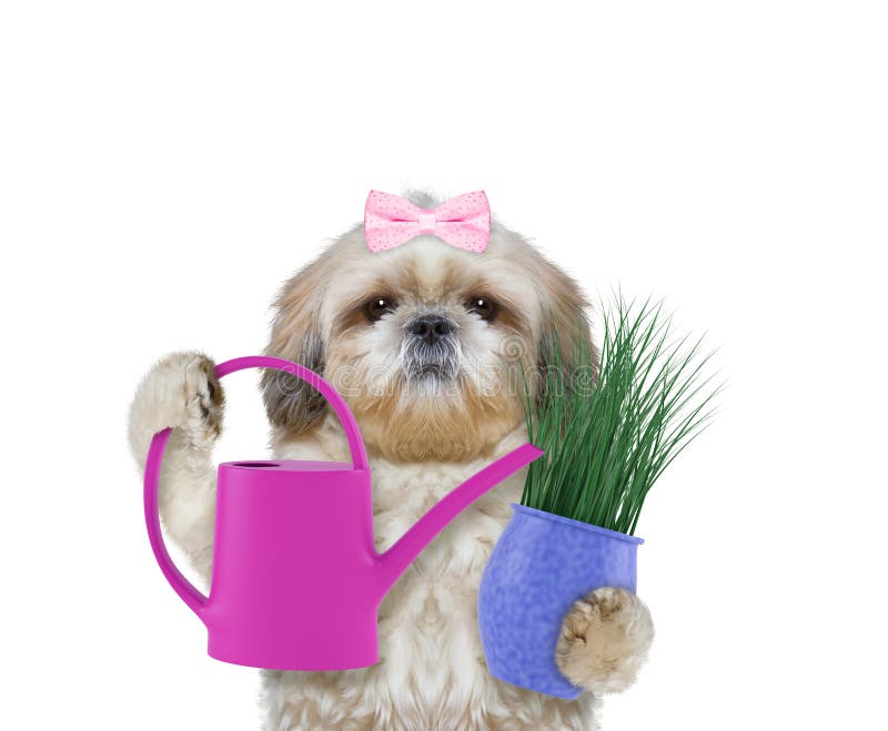 Cute gardener girl dog with flower and watering can isolated on white