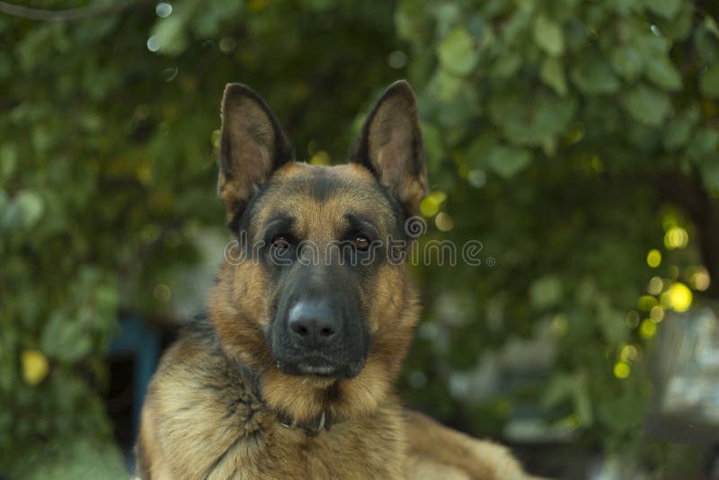 Cute German Shepherd Dog Indoors Stock Photo Image of breed, portrait
