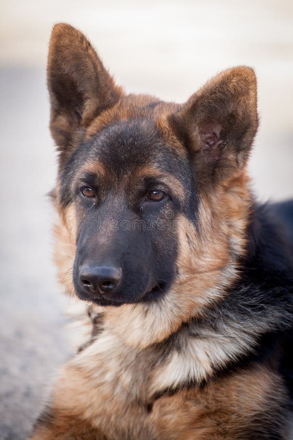 Old sheperd dog posing stock photo. Image of pose, point - 51015888