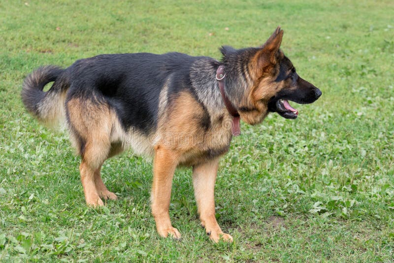 Cute German Shepherd Dog is Standing on a Green Grass in the Summer ...