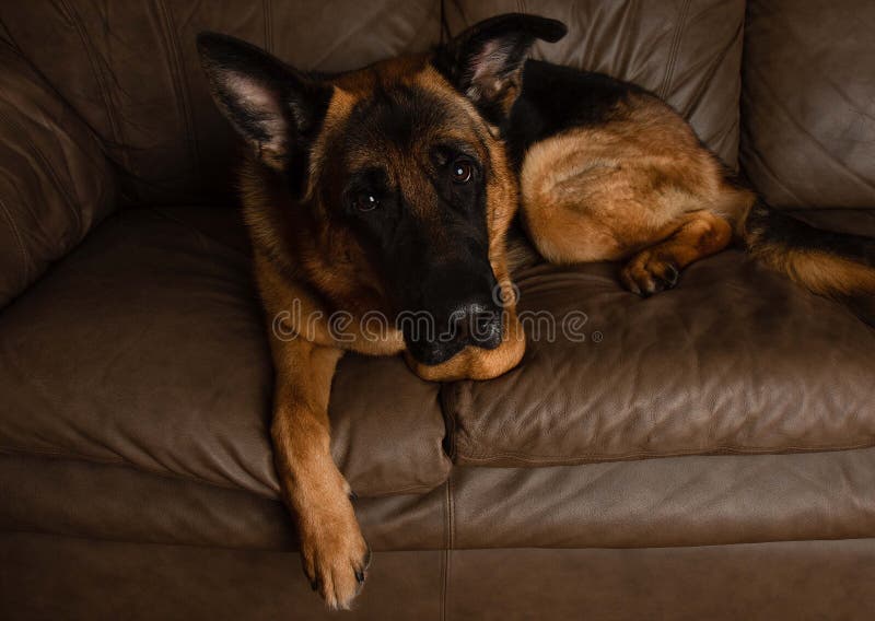 266 German Shepherd Couch Stock Photos Free & RoyaltyFree Stock