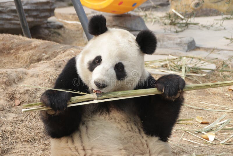 Ridicolo posa da gigante è un lasciare bambù sul mangiare ,.