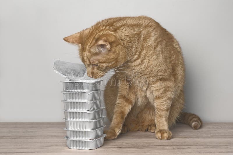 Ginger Cat Eating Out of a Food Dish Side View Isolated on White