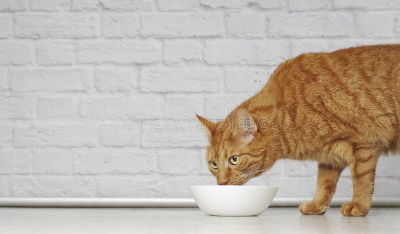 Ginger cat eating out of a white food dish. stock photography Ginger cat eating out of a white food dish. stock photography