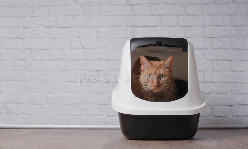 Cute Ginger Cat Sitting In A Litter Box And Look To The Camera. Stock