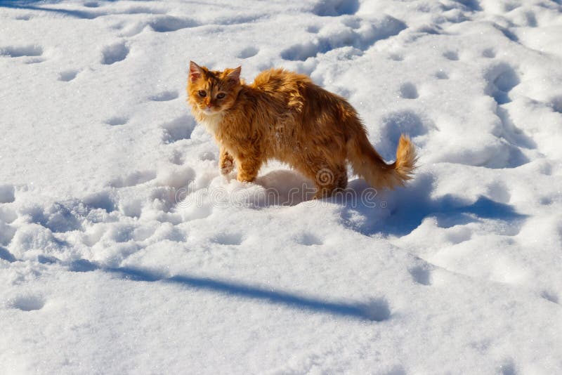 Cute Ginger Cat in White Snow Stock Photo Image of park, mammal