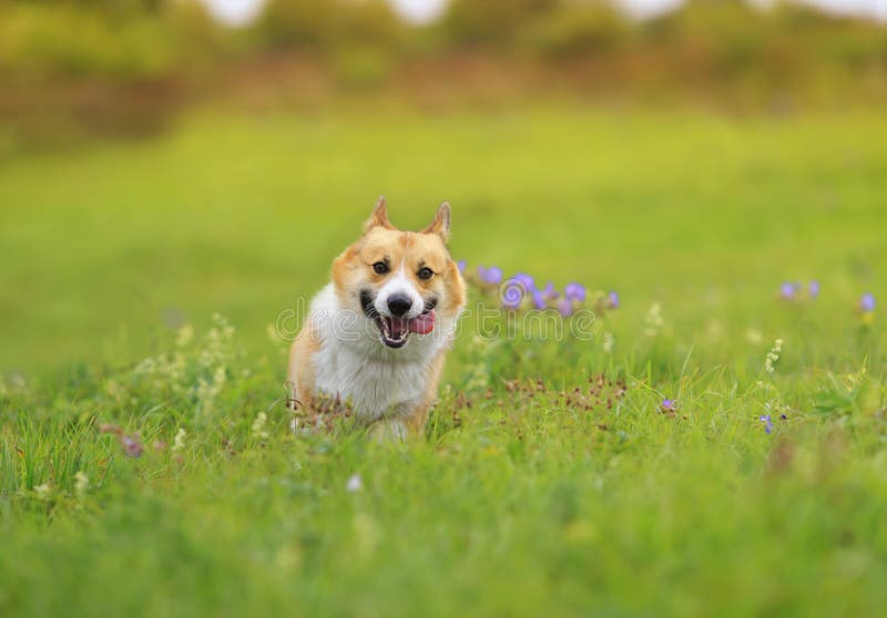 mccall creek corgis