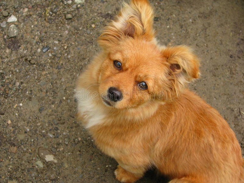 Cute ginger dog looking up stock image. Image of grey 69133033