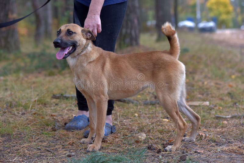 Ginger Mongrel Dog at Animal Shelter Stock Photo - Image of care, cute:  214863416