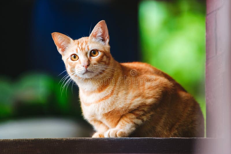 Cute Ginger Orange Cat with Amber Eyes Stock Photo - Image of fluffy,  friend: 215513282