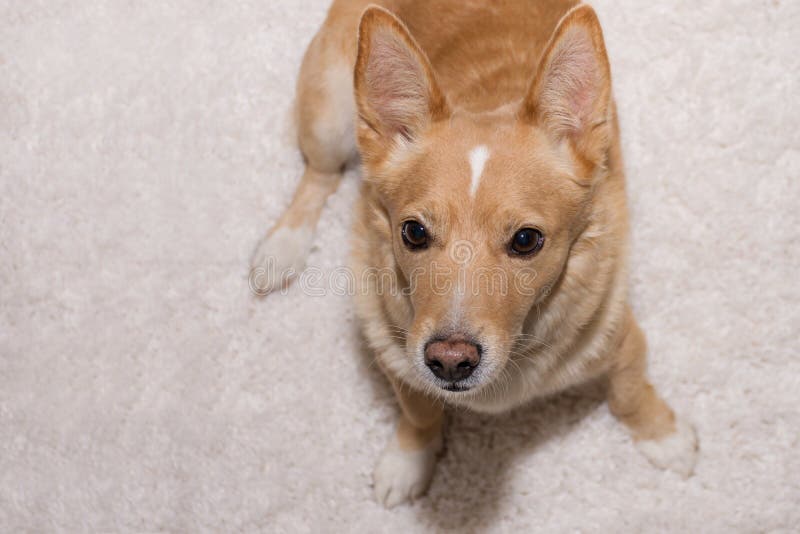 Cute ginger puppy stock image. Image of smile, beautiful 238115185