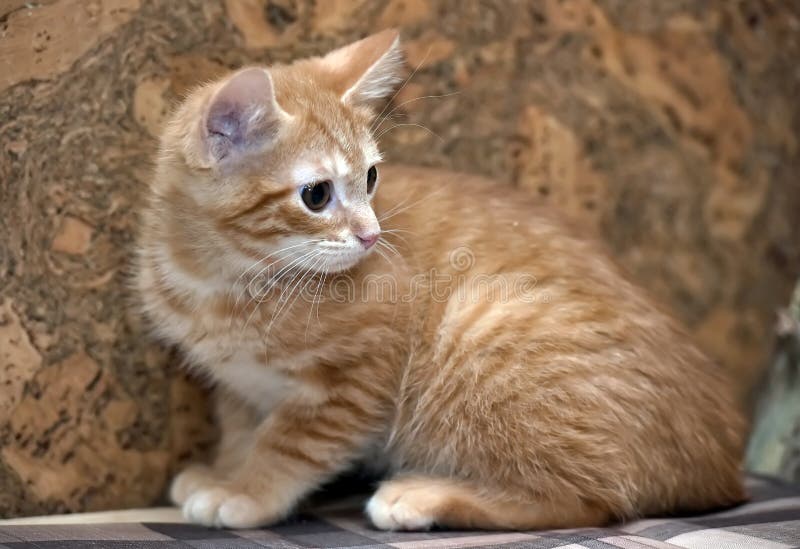 Cute Tabby Kitten Standing On Hind Legs Stock Photo ...