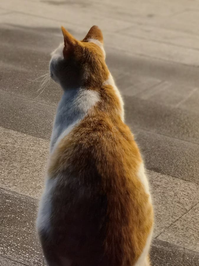 Cute Gingerwhite Colored Cat Stock Image Image of colored, ginger