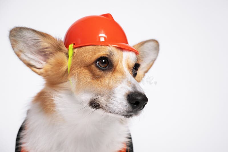 corgi helmet