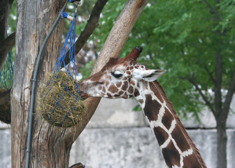 Cute Giraffe Feeding at the Zoo Stock Image - Image of high, long: 39251547
