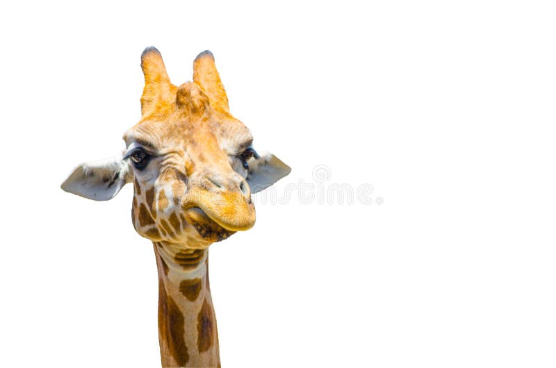 Cute giraffe with grumpy face in close-up isolated on white background.