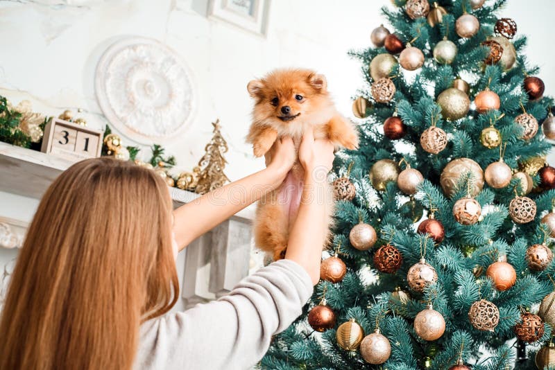 Cute Girl is Holding a Little Pomeranian Dog on Christmas Background. Stock  Image - Image of face, home: 131614093