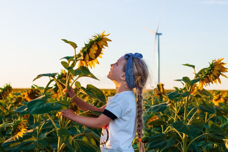 Cute girl in white t-shirt smelling sunflower in sunset field wind turbines farm on background. Child with long braid