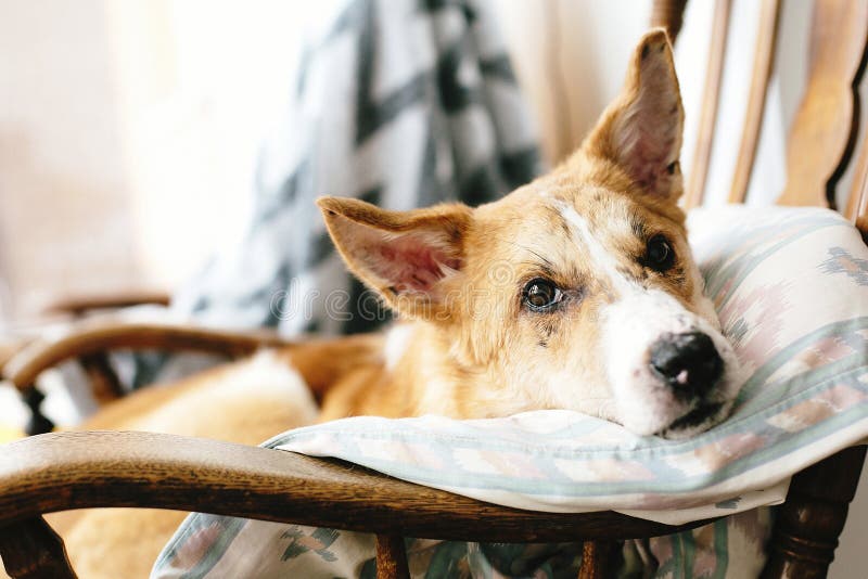 Cute golden dog resting in wooden chair at home. Doggy sleeping on cozy blanket in chair, funny moment. Comfortable place. royalty free stock photography Cute golden dog resting in wooden chair at home. Doggy sleeping on cozy blanket in chair, funny moment. Comfortable place. royalty free stock photography