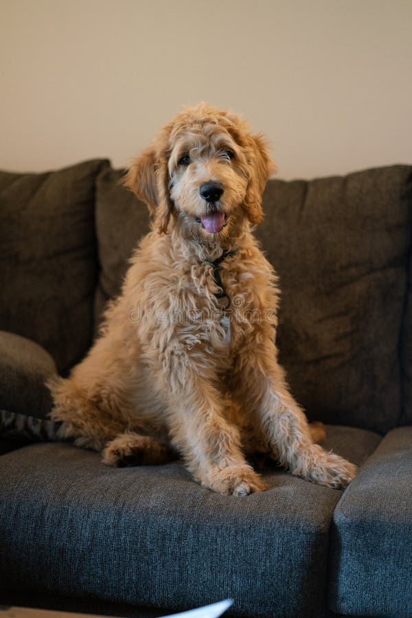 Cute golden doodle puppy staring at camera while sitting awkwardly on sofa