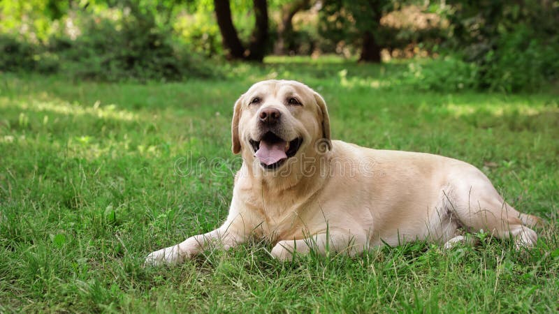 Cute Golden Labrador Retriever On Green Grass In Park Stock Image ...