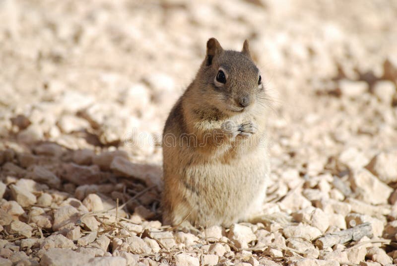 Cute Golden-mantled Ground Squirrel on the ground, nature wildlife