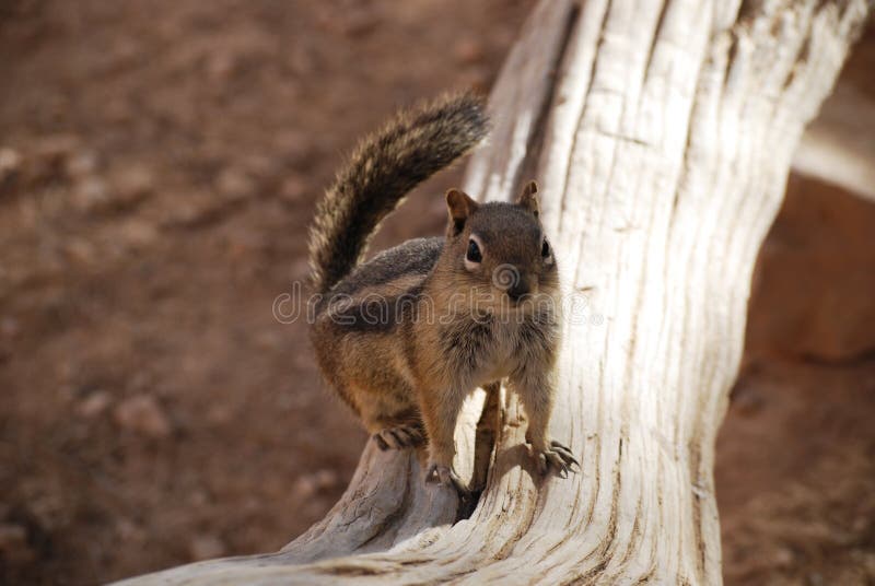 Cute Golden-mantled Ground Squirrel on a tree trunk, nature wildlife