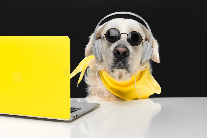 Cute Golden Retriever in Headphones, Sunglasses and a Scarf Sitting ...