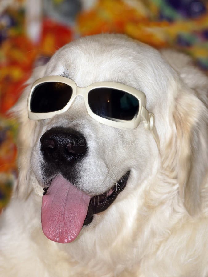 Cute Golden Retriever Puppy with Glasses Stock Image Image of