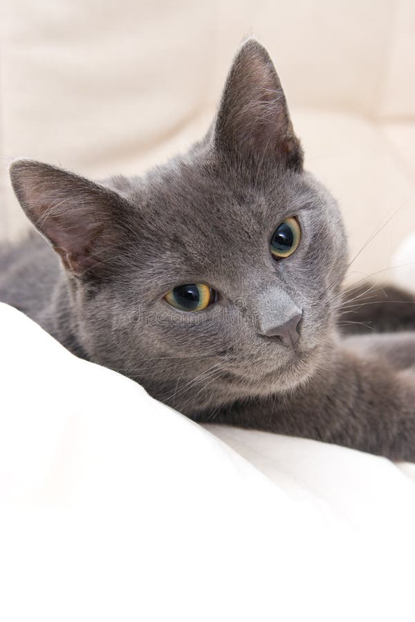 Cute gray cat