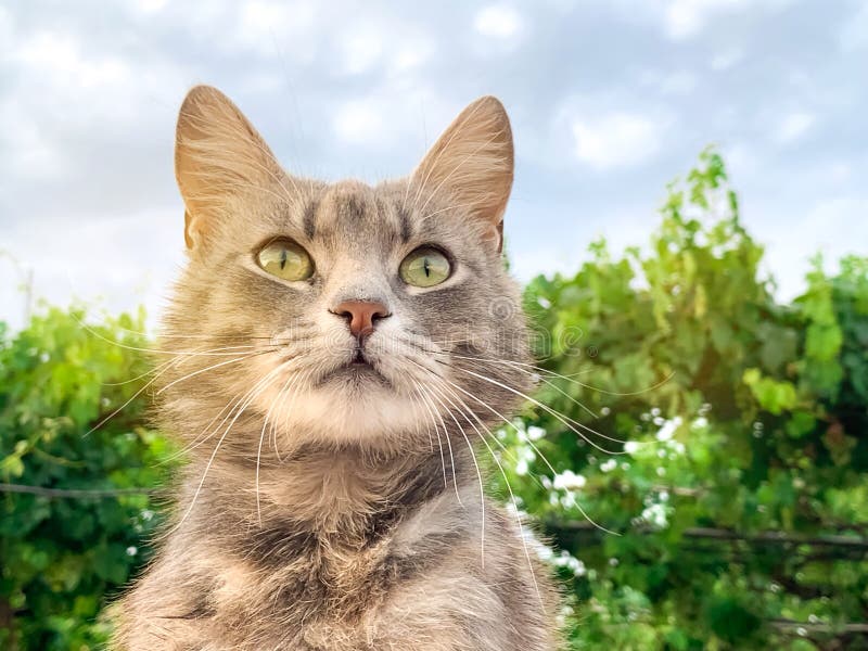 Cute gray cat on a blue sky background and in green. Pet. Animal.