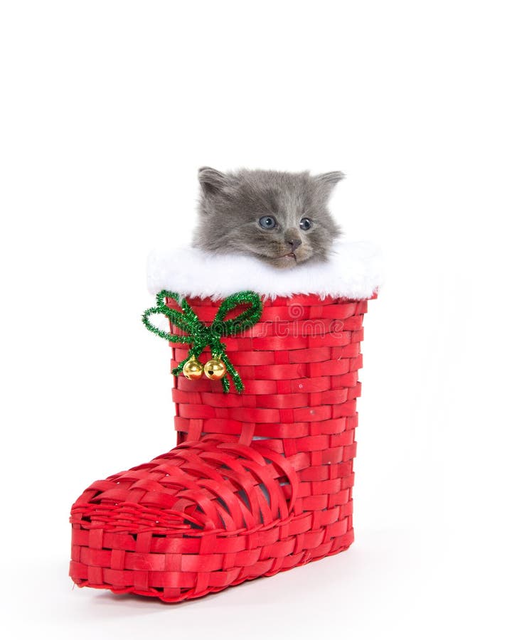 Cute baby gray kitten inside of red Christmas boot isolated on white background. Cute baby gray kitten inside of red Christmas boot isolated on white background