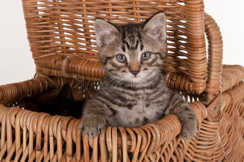 Cute gray kitten in picnic basket