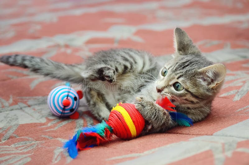 Cute Gray Kitten Playing with Toys Stock Photo Image of funny