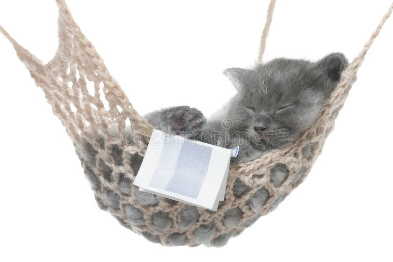 Cute gray kitten sleep in hammock with open book.