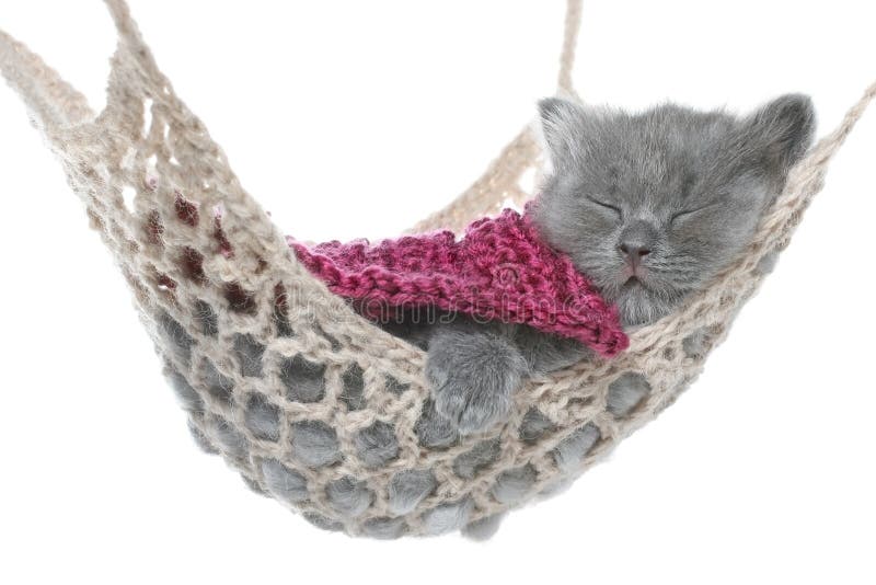 Cute Gray Kitten Under a Blanket Asleep in a Hammock Stock Image
