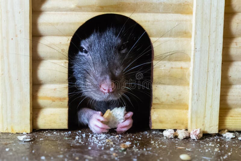 Cute gray rat closeup hid in a wooden house eating a toast Closeup portrait of rat hiding cracker in hand 图库摄影 Cute gray rat closeup hid in a wooden house eating a toast Closeup portrait of rat hiding cracker in hand 图库摄影