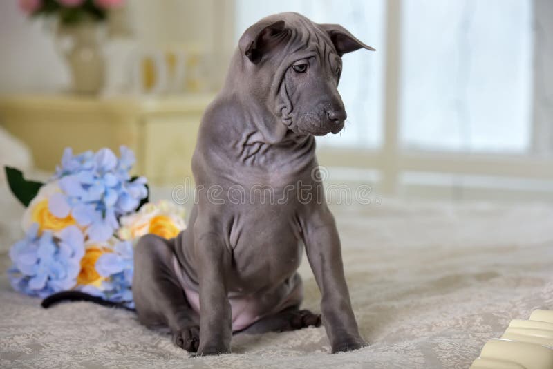 Cute Gray Thai Ridgeback Puppy And A Bouquet Flowers Stock Photo